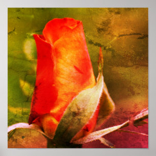 Poster Rosebud rouge Gros plan