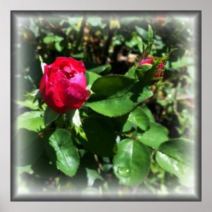Poster rosebules