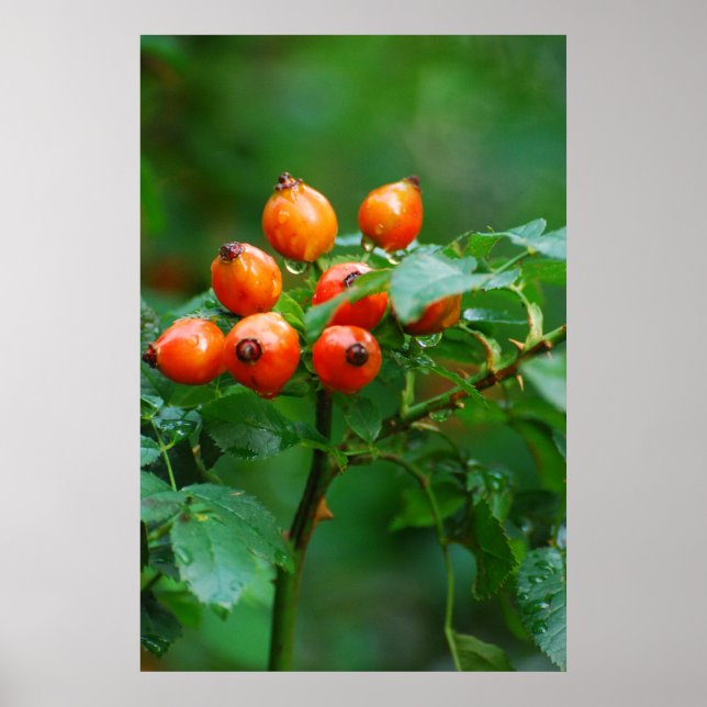 Poster Rosehip après la pluie (Devant)