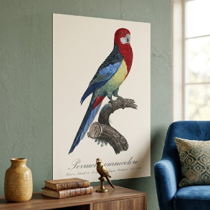 Poster Rosella orientale ou Perruche à tête pâle Platycer