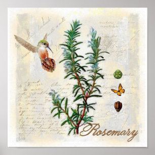 Poster Rosemary, copie botanique d'art de colibri