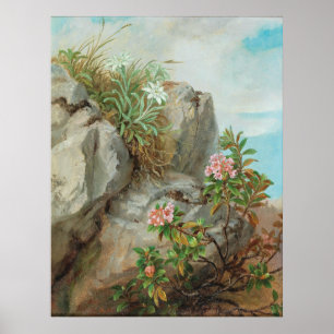 Poster Roses alpins Vintages Anna Stainer-Knittel