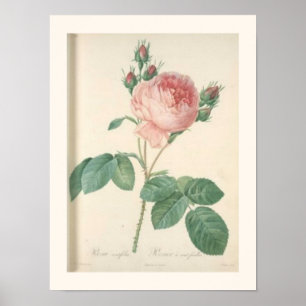 Poster Roses anglais botaniques de rose de chou