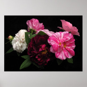 Poster Roses antiques