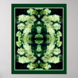 Poster Roses blanches frissonnantes miroir Abstrait