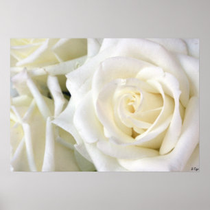 Poster Roses blanches, S Cyr