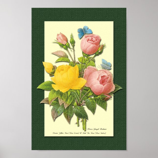 Poster Roses botaniques roses et jaunes sur l'affiche ver (Devant)