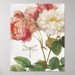 Poster Roses botaniques vintages rose et blanc