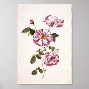 Poster Roses chics Shabby