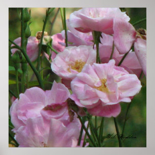 Poster Roses de bruits roses