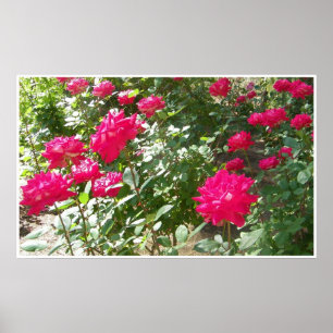 Poster Roses de Fushia partout