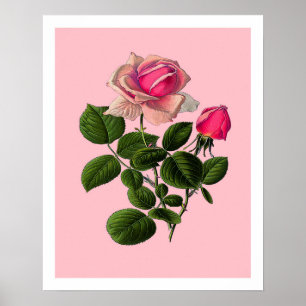 Poster Roses de thé rose