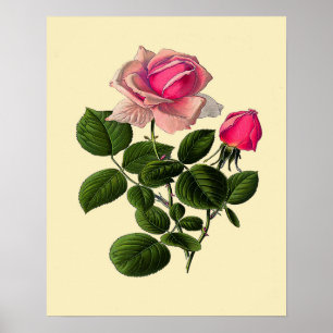 Poster Roses de thé rose