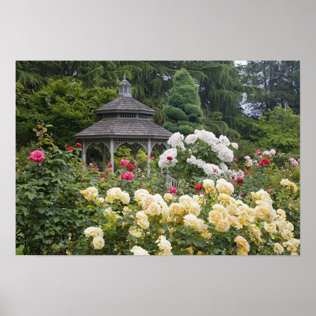 Poster Roses en fleurs et jardin Rose Gazebo au (Devant)