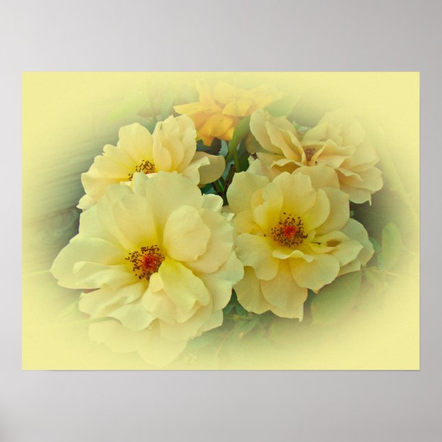 Poster Roses jaunes (Devant)