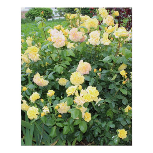 Poster Roses jaunes (Devant)