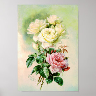 Poster Roses natifs français vintages