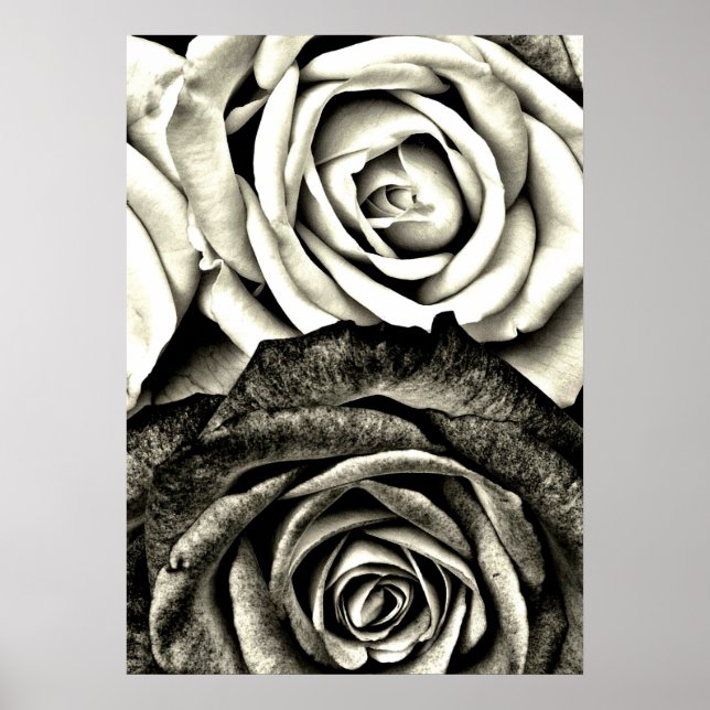Poster Roses noires et blanches classiques (Devant)