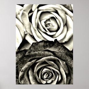 Poster Roses noires et blanches classiques