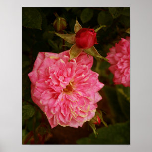 Poster Roses roses