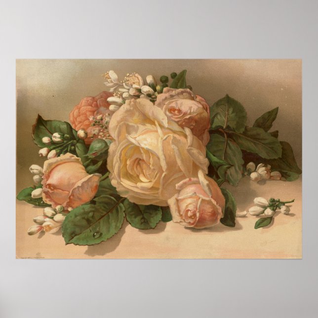Poster Roses roses (Devant)