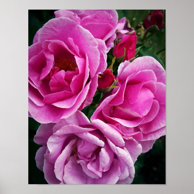 Poster Roses roses (Devant)