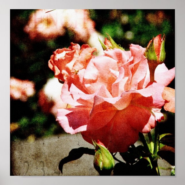 Poster Roses roses (Devant)