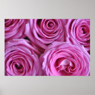 Poster Roses roses