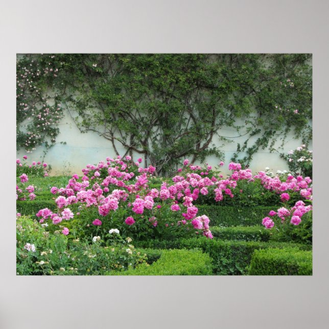 Poster Roses roses élégantes (Devant)