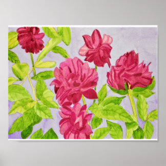 Poster Roses roses profondes Aquarelle