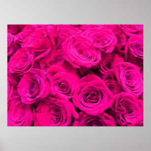 Poster Roses roses rose fleurs rose rose rose floral rose