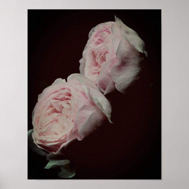 Poster Roses roses roses paires (Devant)