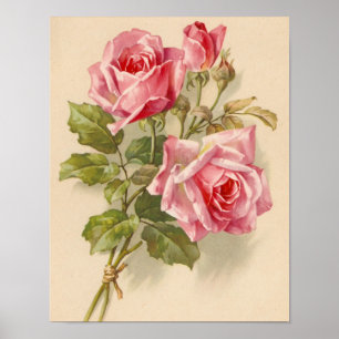 Poster Roses roses vintages