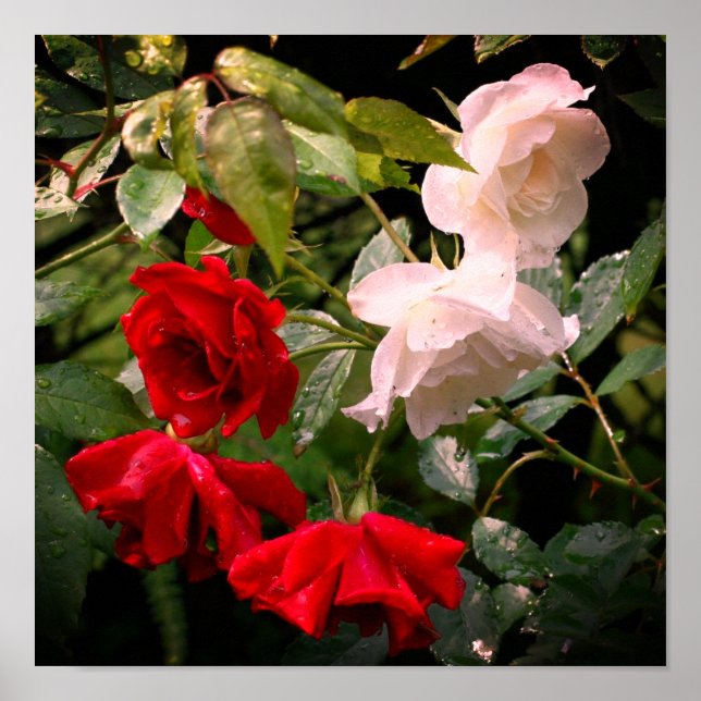 Poster Roses Rouges Et Blancs (Devant)