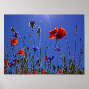 Poster roses rouges et violets embrassant un ciel et un s