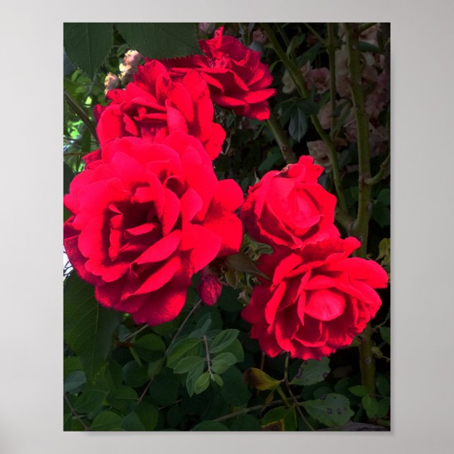 Poster Roses rouges florissantes (Devant)