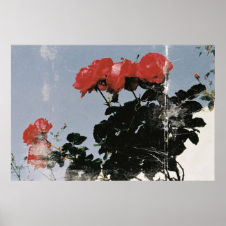 Poster Roses rouges vintage sur un ciel bleu