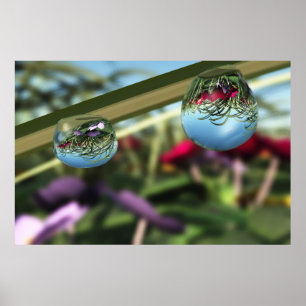 Poster Roses sur Raindrops Imprimer