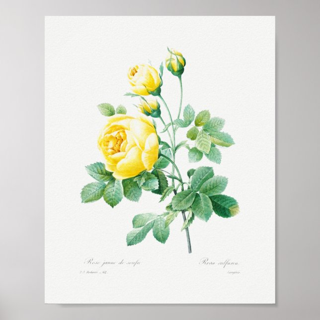 Poster Roses vintages Florales Jaunes (Devant)