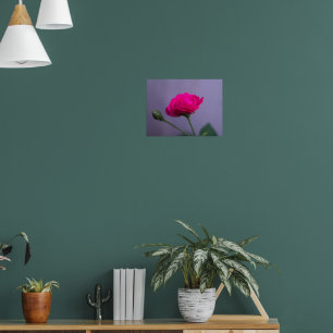Poster Rosier de jardin rose