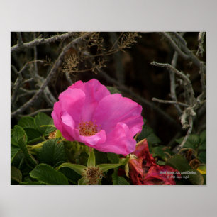 Poster Rosier Fleur de Rosier Rugosa Rose de Mer Rose Pin