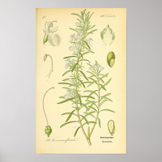 Poster Rosmarin, Rosemary Print (Devant)