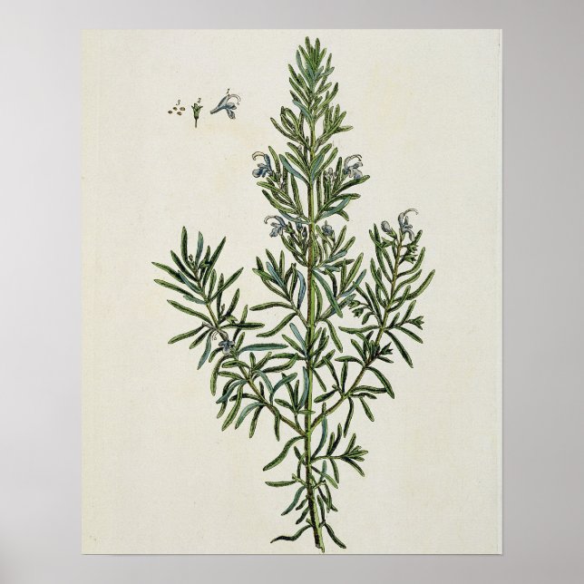 Poster Rosmarinus Officinalis, de "A Curious Herbal", 1 (Devant)