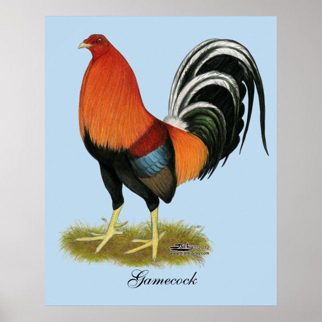 Poster Roster de Gamecock Wheaten (Devant)