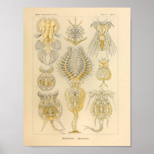 Poster Rotatoria vintage couleur Ernst Haeckel Imprimer