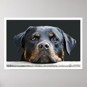 Poster Rottweiler