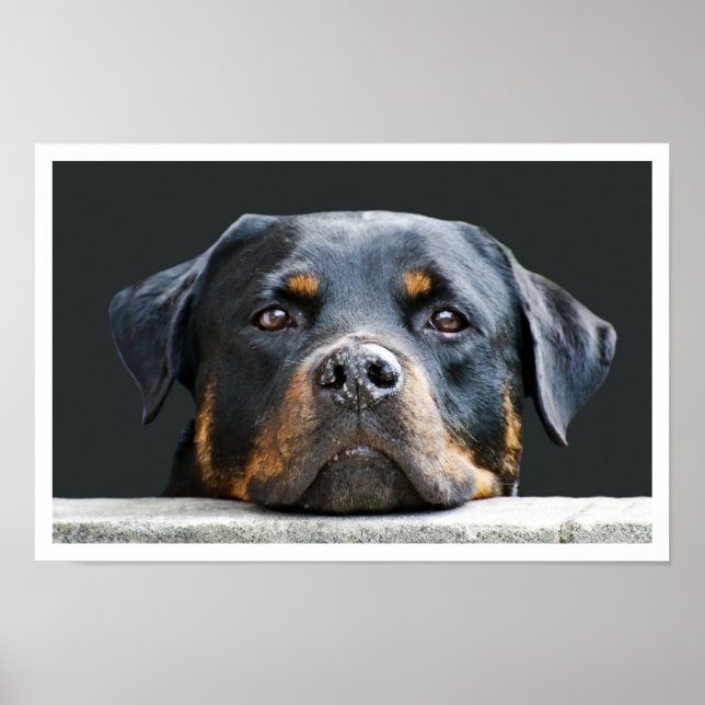 Poster Rottweiler (Devant)