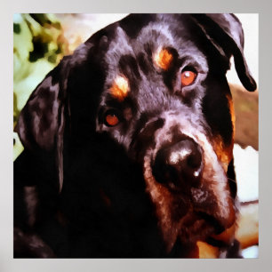 Poster Rottweiler Artistic Pet