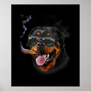 Poster Rottweiler avec Cigar Portant Avion Sunglass