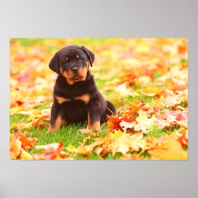 Poster Rottweiler Chiot Assis Dans Les Feuilles D'Automne (Devant)